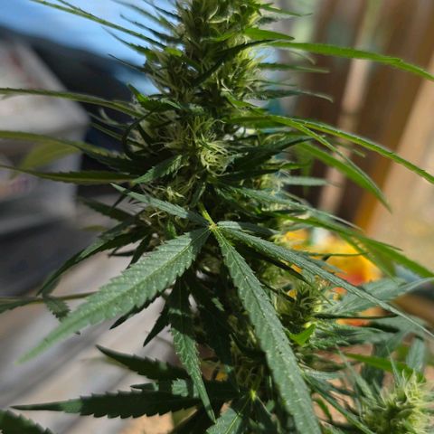 Sour Diesel  growlog photo: We have flowers!! 🌺😍😍😍😁😁😁