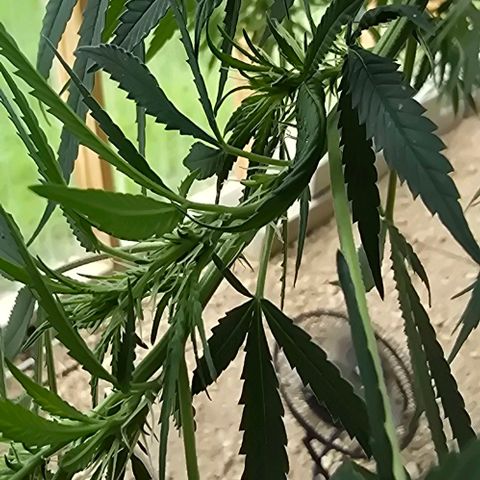 Sour Diesel  growlog photo: Before and after a little more super cropping! No more for this beauty! She has started her beautiful flowering! 😍😍😍 Plus, no casualties from yesterday's adventures! 😁