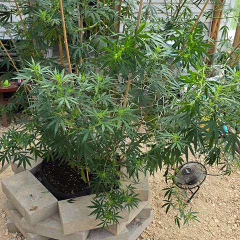 Sour Diesel  growlog photo: Before and after a little more super cropping! No more for this beauty! She has started her beautiful flowering! 😍😍😍 Plus, no casualties from yesterday's adventures! 😁