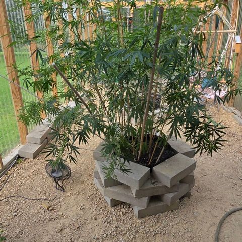 Sour Diesel  growlog photo: Before and after a little more super cropping! No more for this beauty! She has started her beautiful flowering! 😍😍😍 Plus, no casualties from yesterday's adventures! 😁