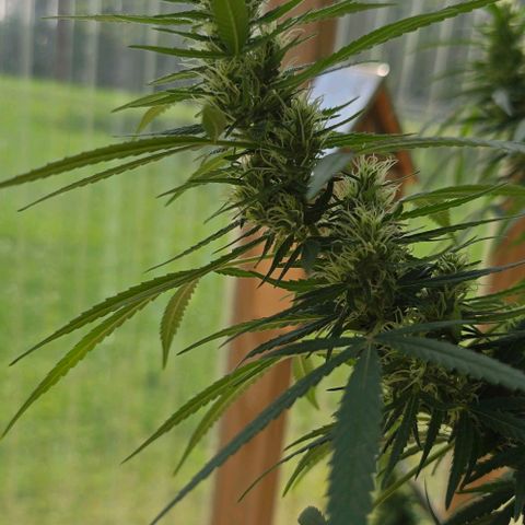 Sour Diesel  growlog photo: We have flowers!! 🌺😍😍😍😁😁😁
