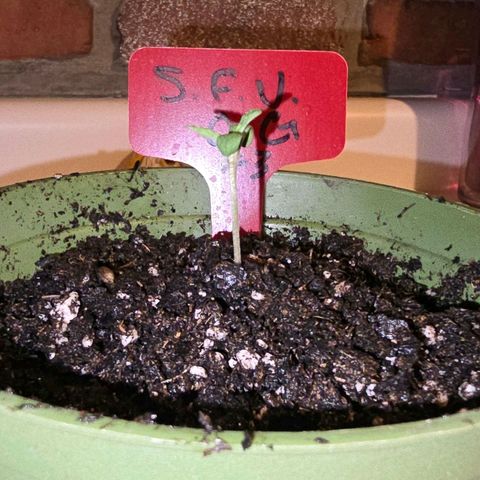 Godfather OG growlog photo: She's so cute!! 