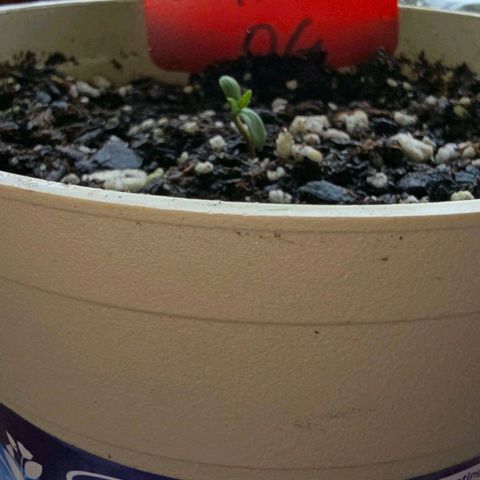 Godfather OG growlog photo: She's so cute!! 