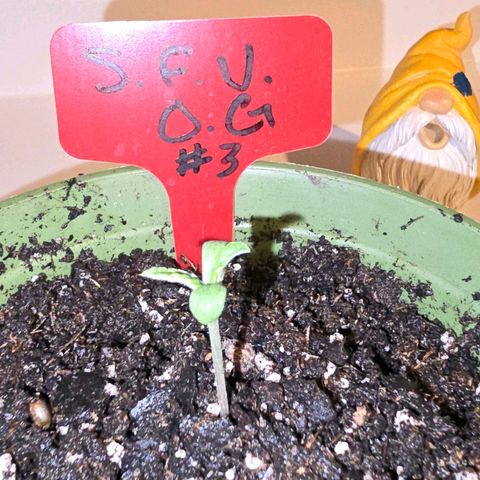 Foto del growlog de San Fernando Valley OG: She's growing!! 