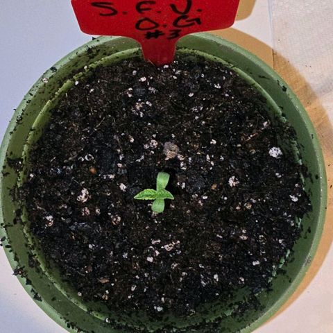Foto del growlog de San Fernando Valley OG: She's growing!! 