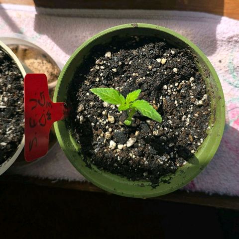 Foto del growlog de San Fernando Valley OG: She's getting huge! 