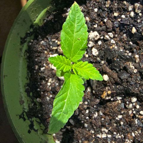 Foto del growlog de San Fernando Valley OG: She's getting huge! 