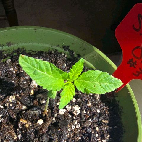Foto de la cronología del growlog de San Fernando Valley OG