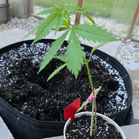 Godfather OG growlog photo: Into our forever home!! 