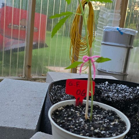 Godfather OG growlog photo: Into our forever home!! 