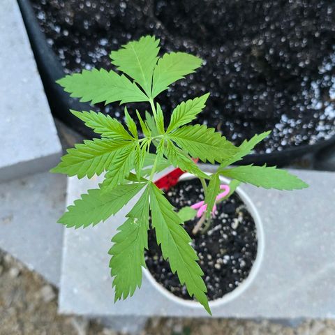 Godfather OG growlog photo: Into our forever home!! 