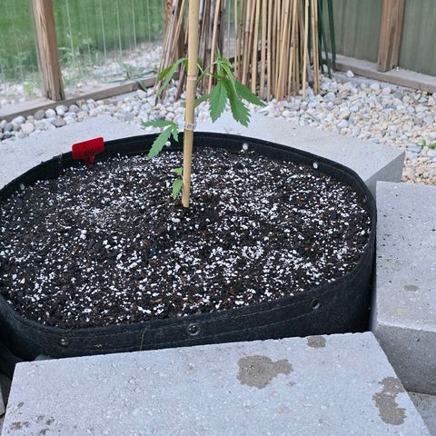Godfather OG growlog timeline photo