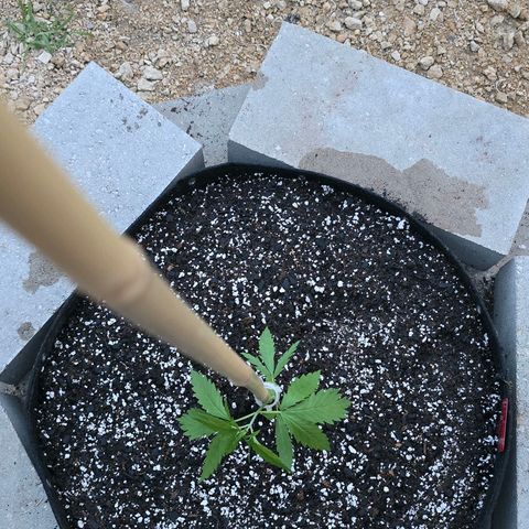 Godfather OG growlog timeline photo