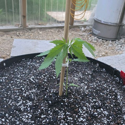 Godfather OG growlog timeline photo