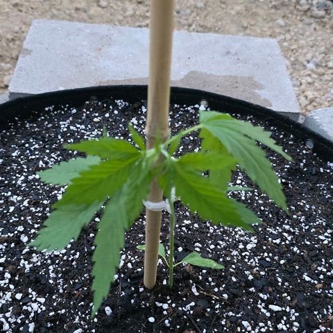 Godfather OG growlog timeline photo