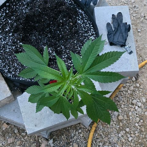 Foto del growlog de San Fernando Valley OG: Into our forever home!! 