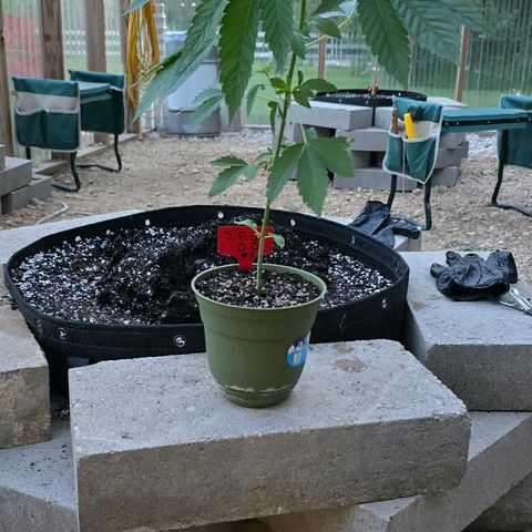 Foto del growlog de San Fernando Valley OG: Into our forever home!! 