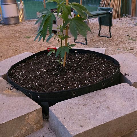 Foto de la cronología del growlog de San Fernando Valley OG
