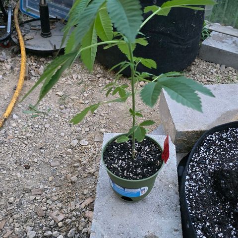 Foto del growlog de San Fernando Valley OG: Into our forever home!! 