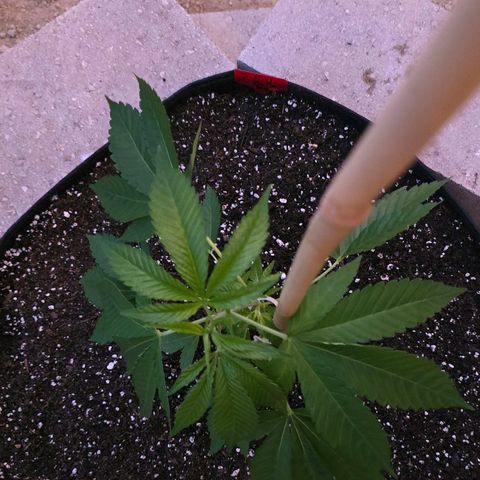 Foto de la cronología del growlog de San Fernando Valley OG