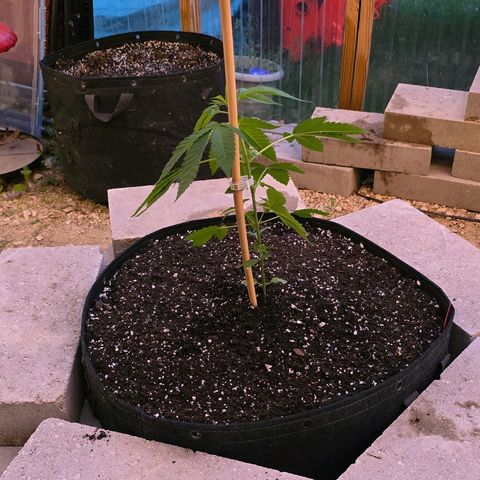 Foto de la cronología del growlog de San Fernando Valley OG