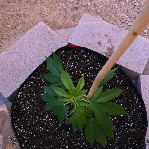 Foto de la cronología del growlog de San Fernando Valley OG