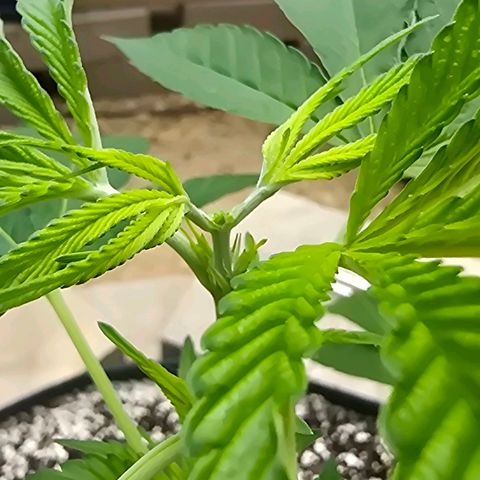 Foto del growlog de San Fernando Valley OG: Pinched the top! 