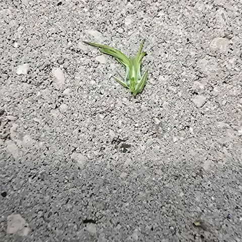 Foto de la cronología del growlog de San Fernando Valley OG