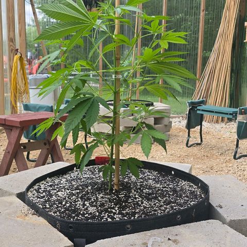 Foto del growlog de San Fernando Valley OG: First time adding nutrients to their water!! 💦