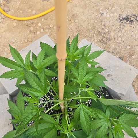 Foto de la cronología del growlog de San Fernando Valley OG