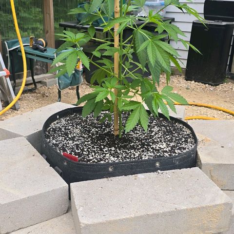 Foto de la cronología del growlog de San Fernando Valley OG