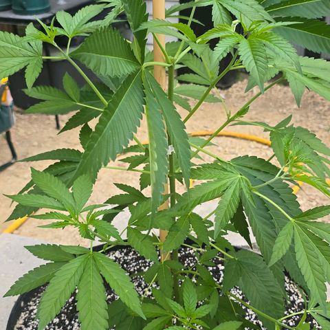 Foto de la cronología del growlog de San Fernando Valley OG