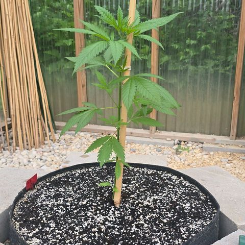 Godfather OG growlog timeline photo