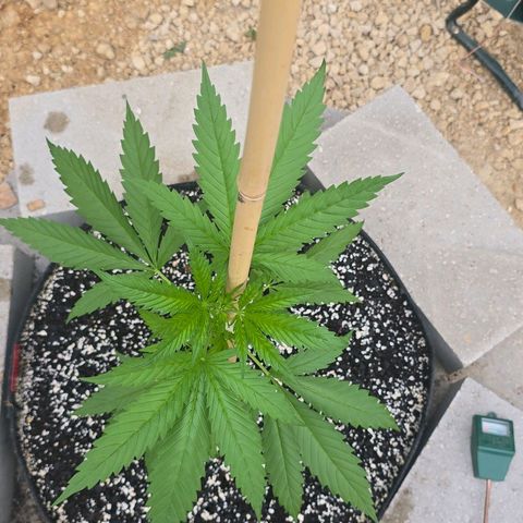 Godfather OG growlog timeline photo