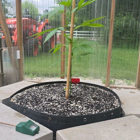 Godfather OG growlog photo: First time adding nutrients to their water!! 💦 (She's a little far behind... Hoping she'll catch up!)
