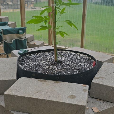 Godfather OG growlog timeline photo