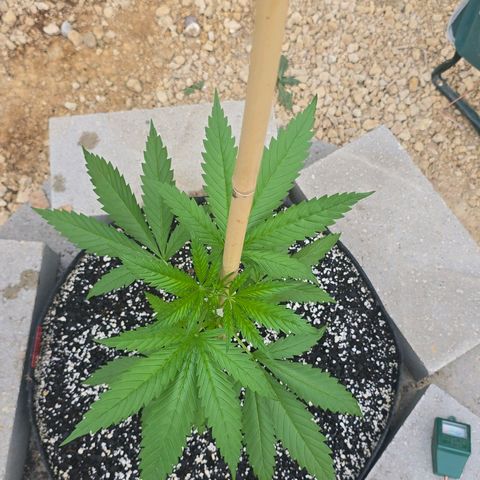 Godfather OG growlog timeline photo
