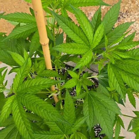 Foto del growlog de San Fernando Valley OG: She exploded! Soooo... Gonna do some low stress training on her! 