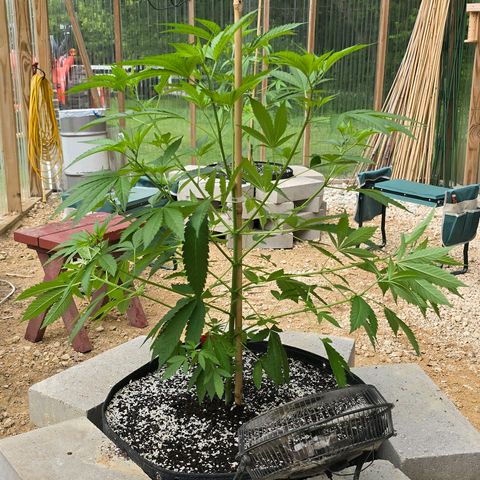 Foto del growlog de San Fernando Valley OG: She exploded! Soooo... Gonna do some low stress training on her! 