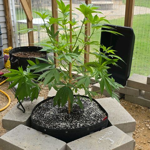 Foto del growlog de San Fernando Valley OG: She exploded! Soooo... Gonna do some low stress training on her! 