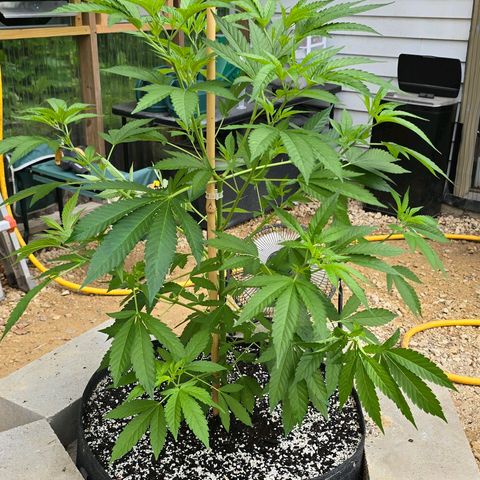 Foto del growlog de San Fernando Valley OG: She exploded! Soooo... Gonna do some low stress training on her! 