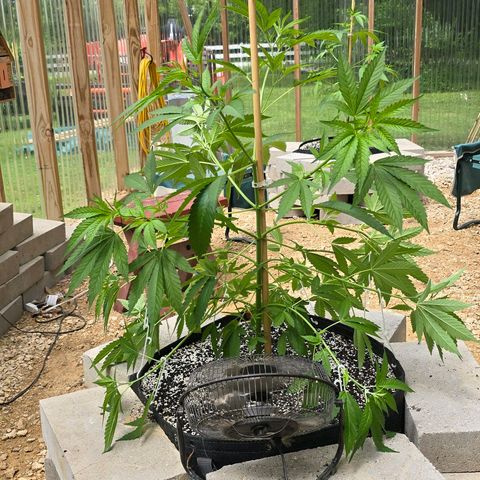 Foto del growlog de San Fernando Valley OG: After some VERY low stress training. 😄