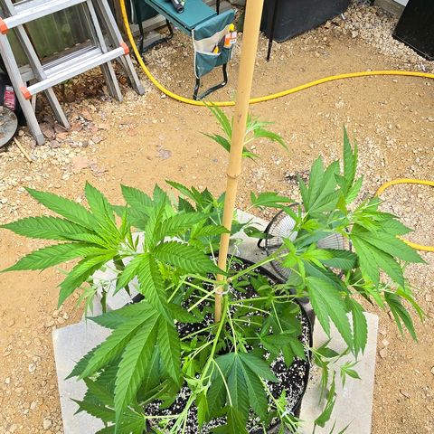 Foto del growlog de San Fernando Valley OG: After some VERY low stress training. 😄
