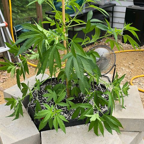 Foto del growlog de San Fernando Valley OG: After some VERY low stress training. 😄
