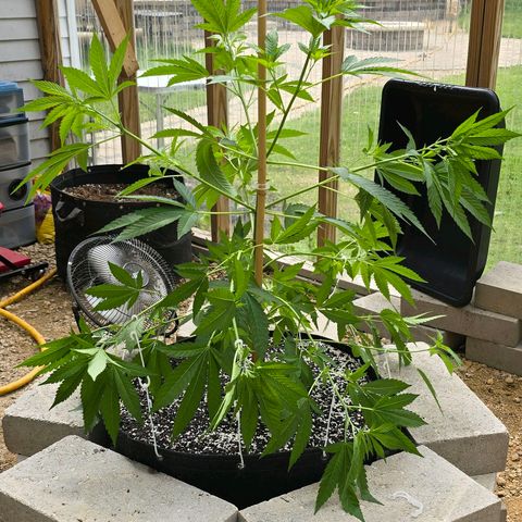 Foto del growlog de San Fernando Valley OG: After some VERY low stress training. 😄