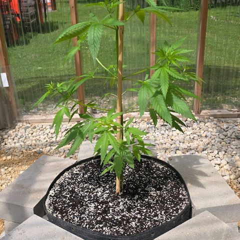 Godfather OG growlog photo: She's finally growing!! 
On another note... I did pinch the top and it went terribly wrong somehow on this one as well. So we will see. Hopefully she keeps thriving! 🤞