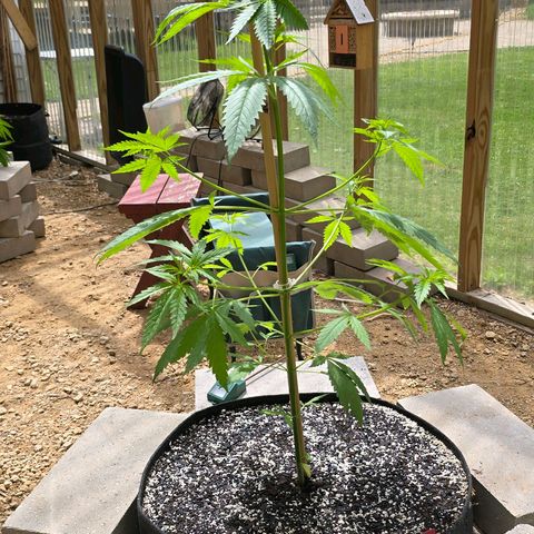 Godfather OG growlog photo: She's finally growing!! 
On another note... I did pinch the top and it went terribly wrong somehow on this one as well. So we will see. Hopefully she keeps thriving! 🤞