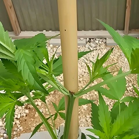 Godfather OG growlog photo: She's finally growing!! 
On another note... I did pinch the top and it went terribly wrong somehow on this one as well. So we will see. Hopefully she keeps thriving! 🤞
