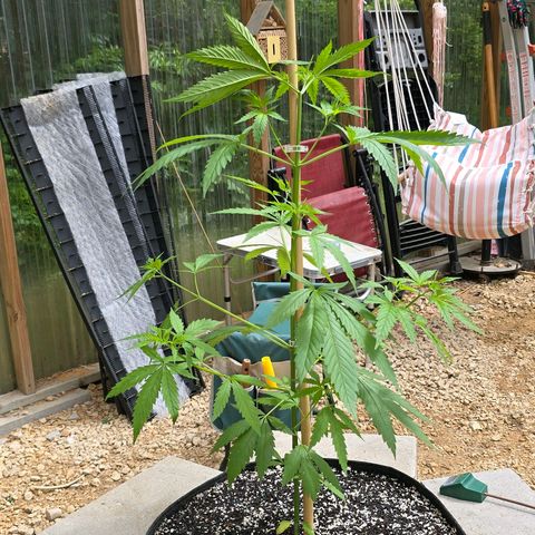 Godfather OG growlog photo: She's finally growing!! 
On another note... I did pinch the top and it went terribly wrong somehow on this one as well. So we will see. Hopefully she keeps thriving! 🤞