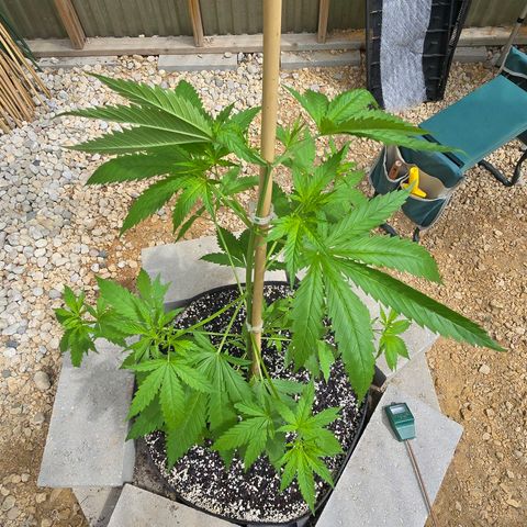 Godfather OG growlog photo: She's finally growing!! 
On another note... I did pinch the top and it went terribly wrong somehow on this one as well. So we will see. Hopefully she keeps thriving! 🤞
